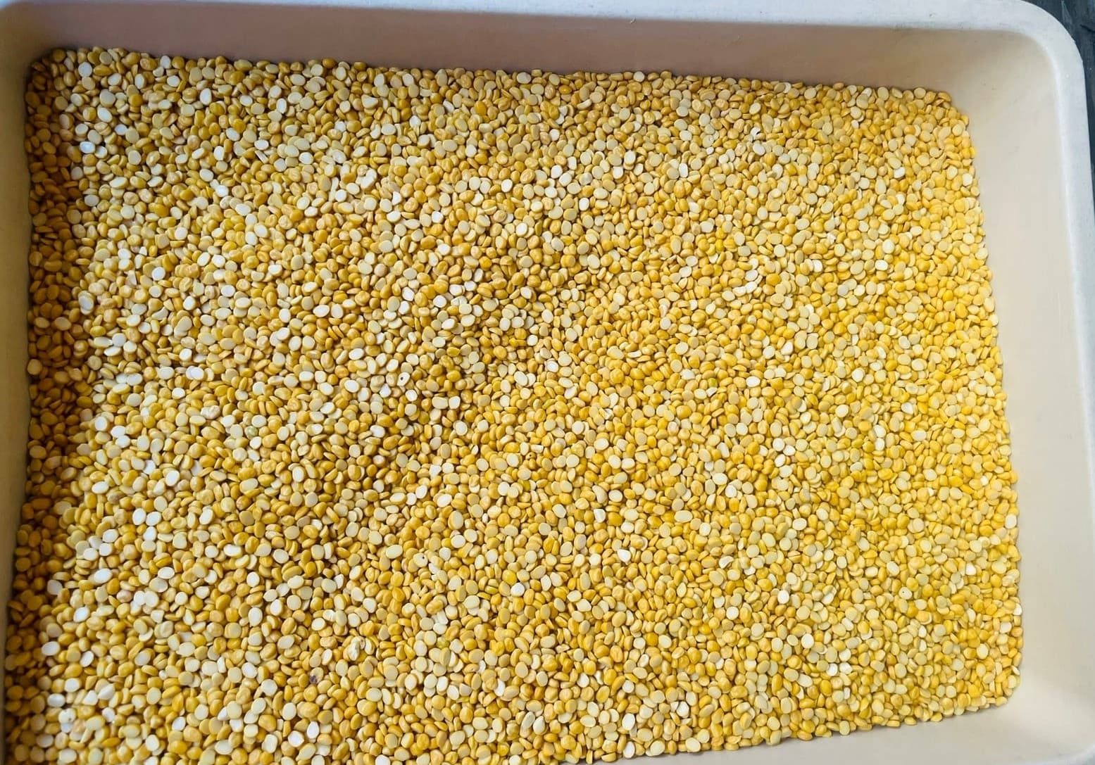 Chana Dal (Split Bengal Gram) 