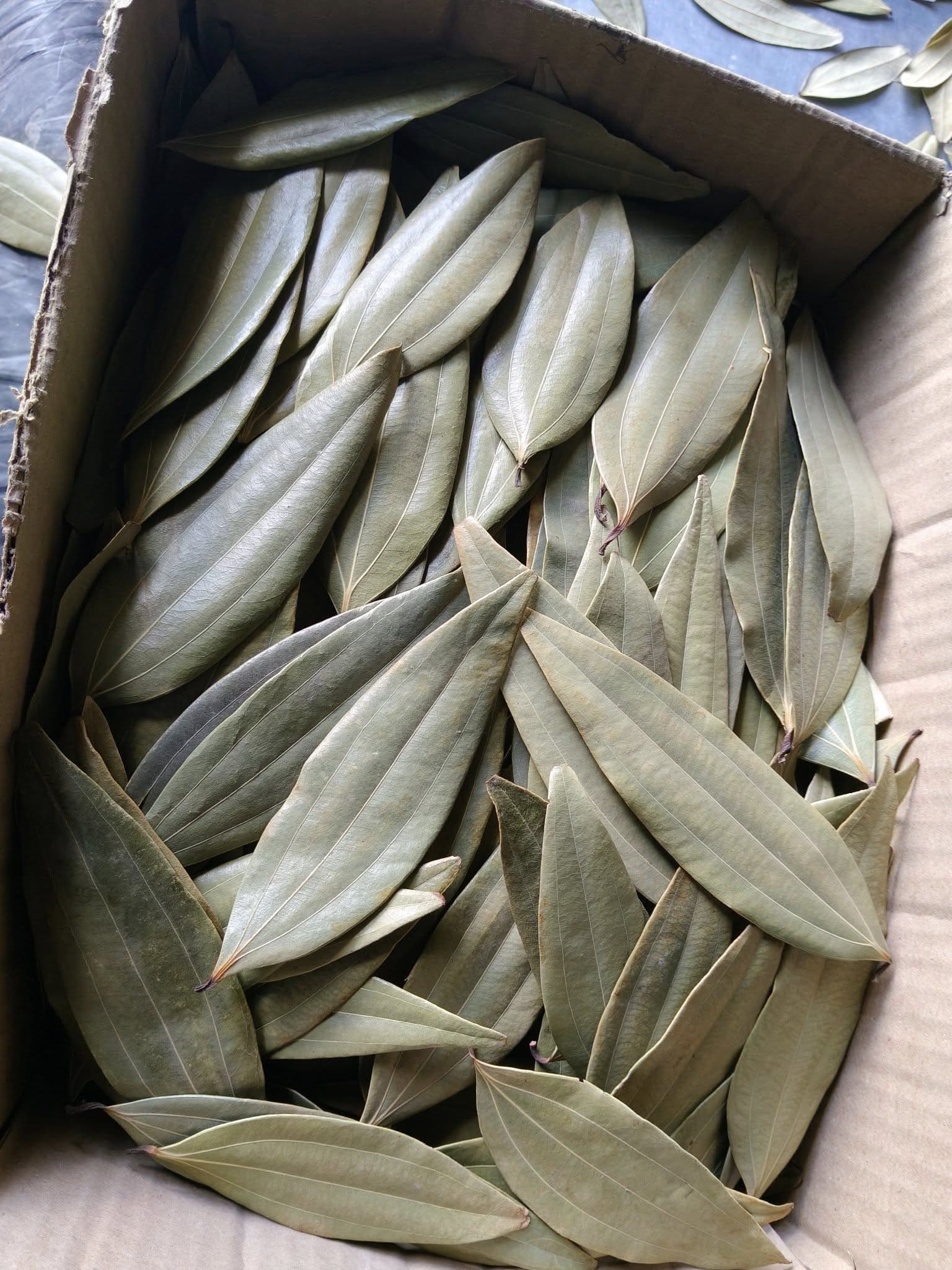 Bay Leaves 