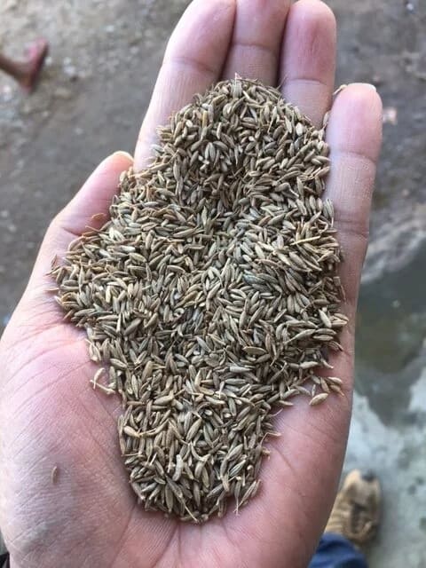 Cumin Seeds 