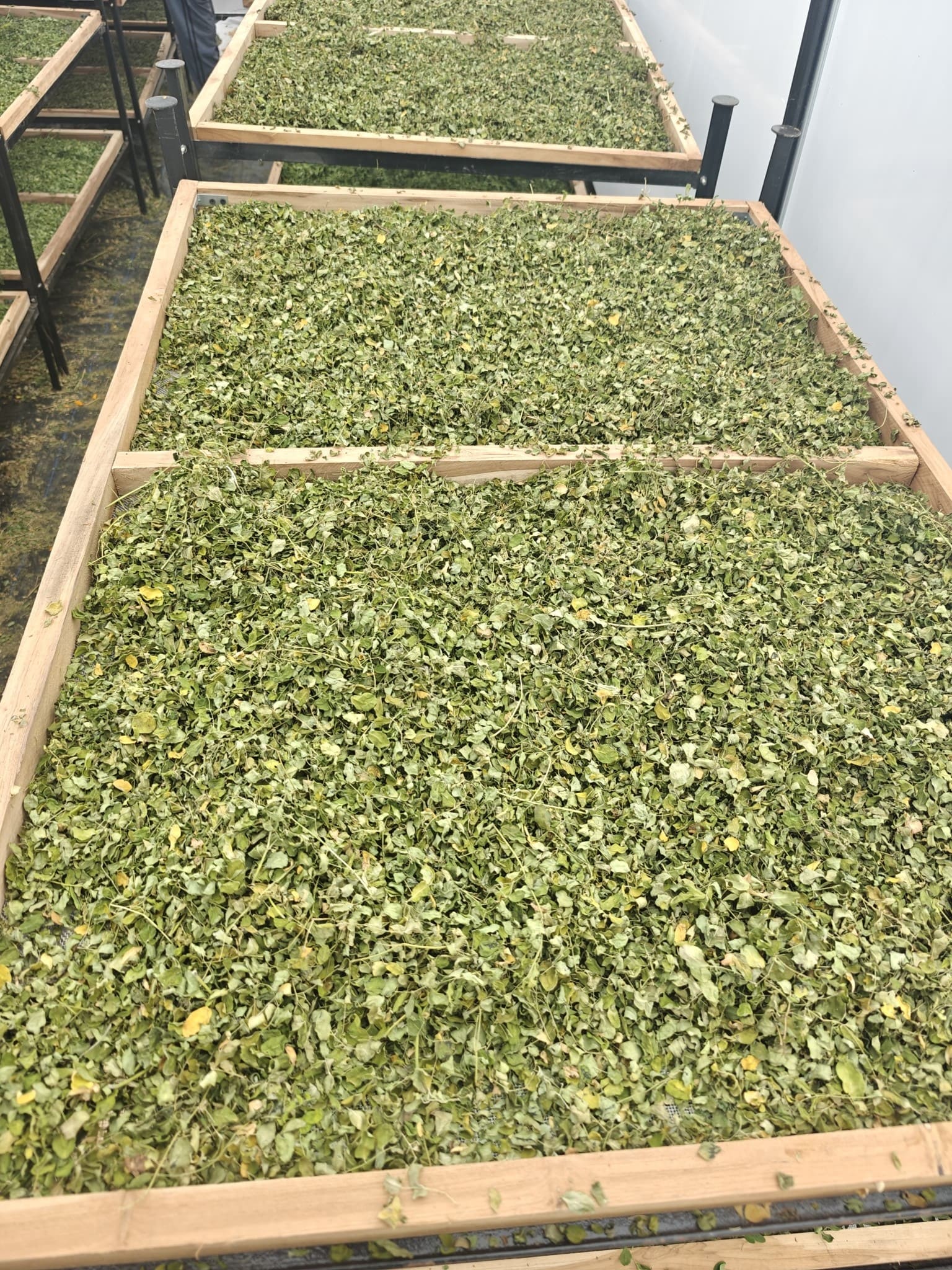 Moringa Dried Leaves 