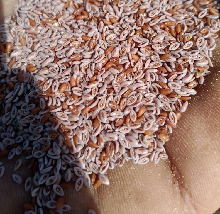 Psyllium Seeds 